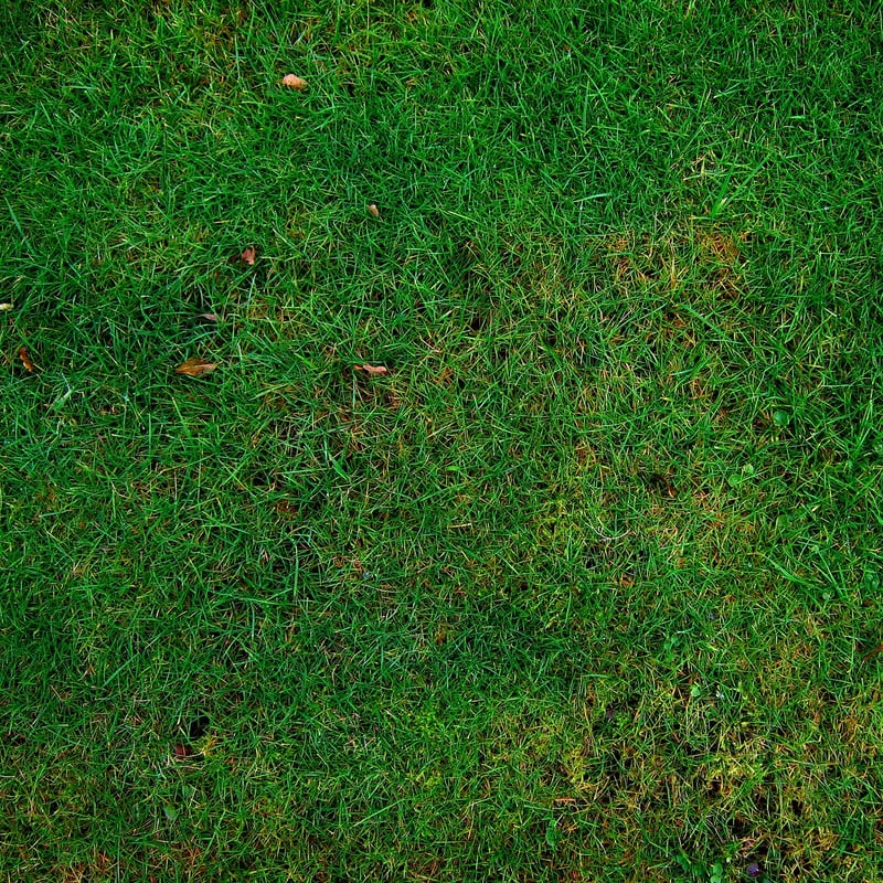Pollinator-Friendly Yards