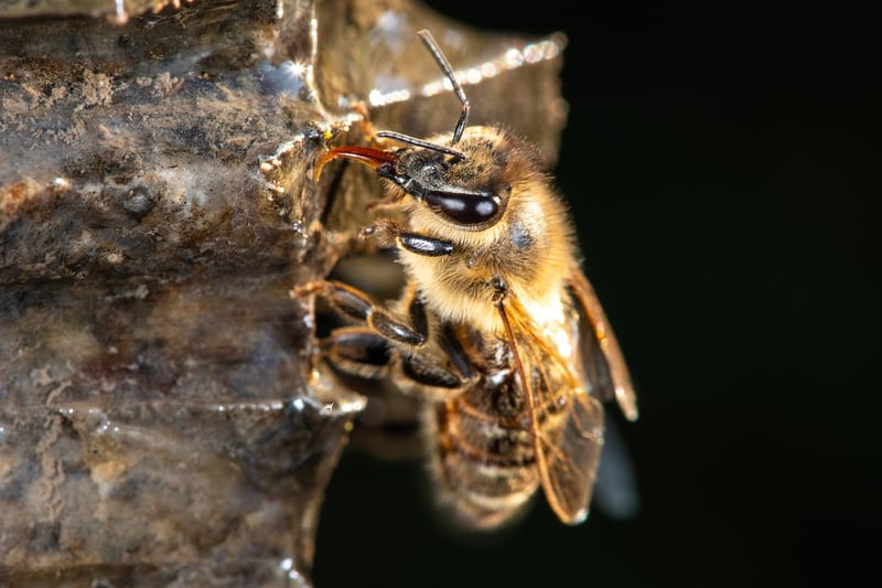 Pollinator-Friendly Yard