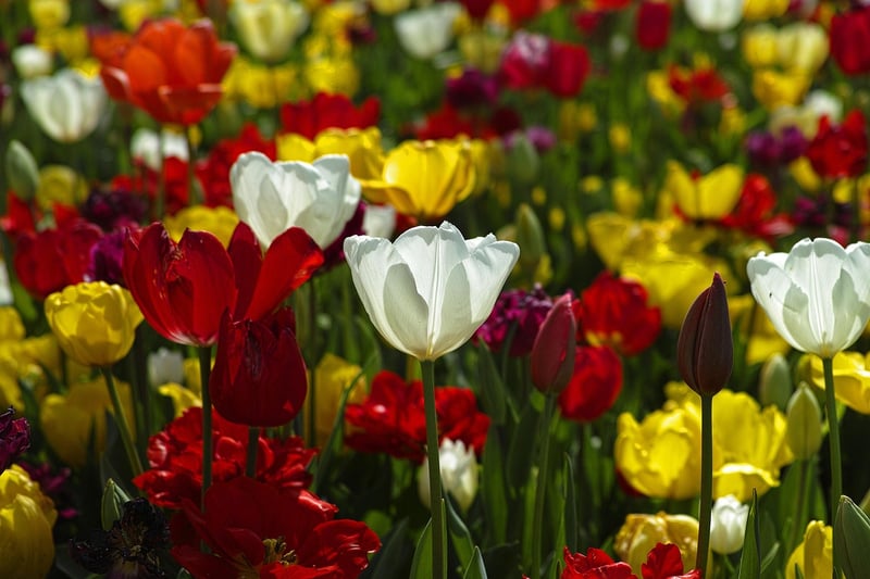 Colorful Blooms